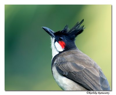 Red-whiskered Bulbul (Pycnonotus jocosus)-8553