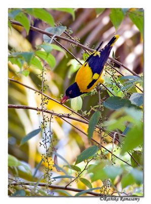 Black-headed Oriole-9230