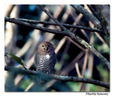 Jungle Owlet-8403