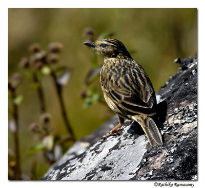 Nilgiri Pipit-8884