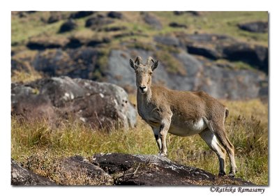 Nilgiri Tahr-0036 ,endangered&endemic mountain coat