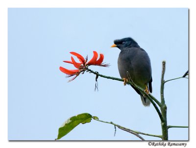 Jungle Myna(Acridotheres fuscus)-8757