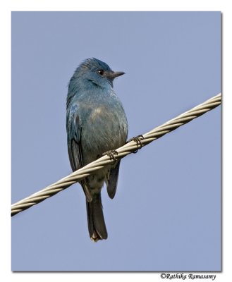Nilgiri flycatcher-8839