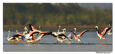 Greater-Flamingos-0017