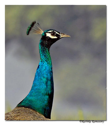 Indian Peafowl