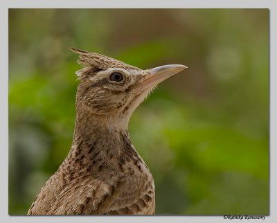 Crested LarkGalerida cristata-1862