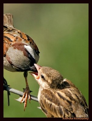 Feeding time(House Sparrow)-2156