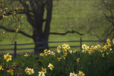 Daffodils.2