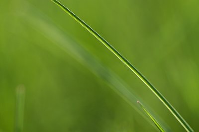 Grass Blade