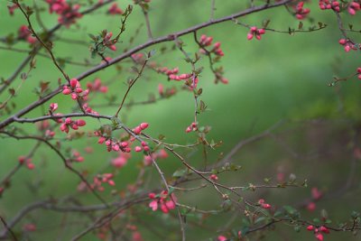 Quince Sprigs