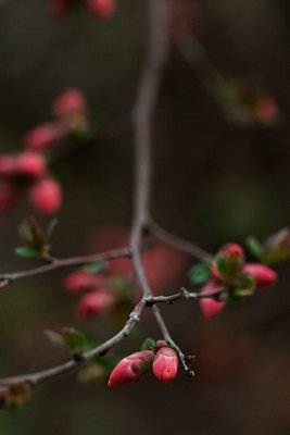  Quince Twig