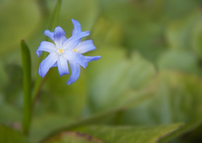 Small Blue Flower