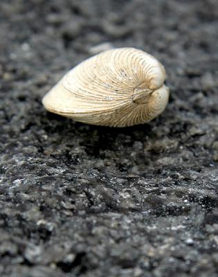 Shell on Granite