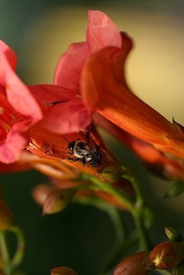 Red Flowers with Bee