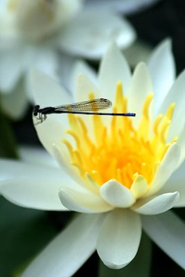 Dragonfly & LIly