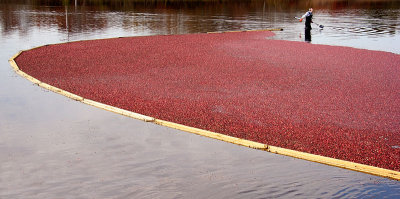 Cranberries Corralled