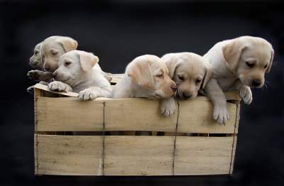  Crate-O-Pups