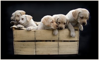 Crate-O-Pups Three