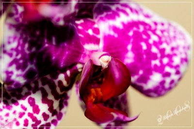 IMG_3668  Orchid
