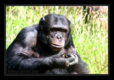 8022  Chimpanzee