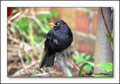 Blackbird