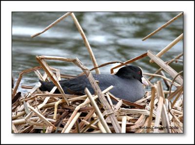 IMG_9105 Coot on nest