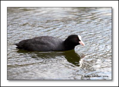 IMG_9118  Coot
