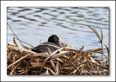 IMG_9139  Coot on nest