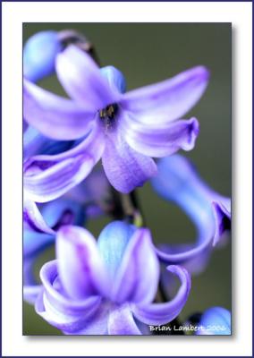 IMG_9278 Bluebell