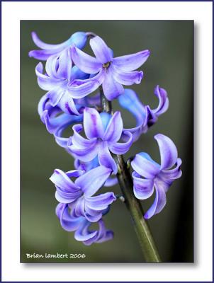 IMG_9285 Bluebell