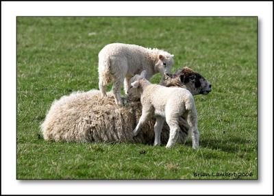 Sheep / Lambs
