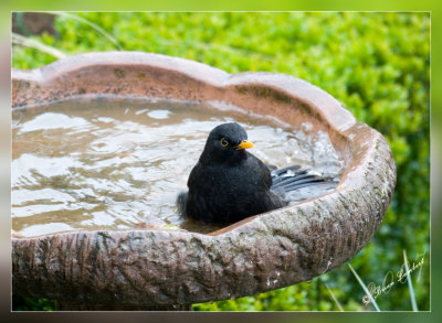 IMG_1470  Blackbird