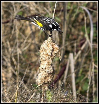 New Holland Honeyeater