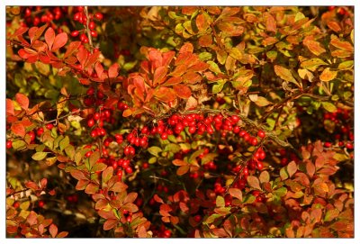 Herbstfarben