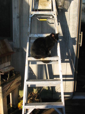 He was a talented cat - at our last home he climbed a ladder!