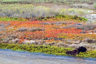 Pastels in the Wetlands