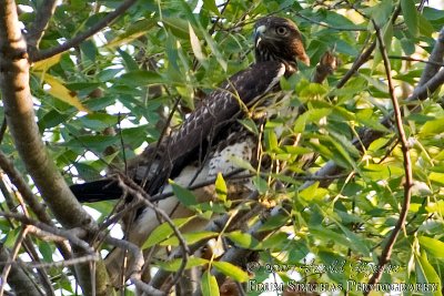 Hawk hidden in tree