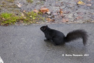 Black Squirrel.jpg