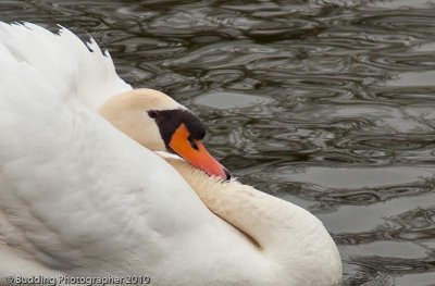Swan 1.jpg