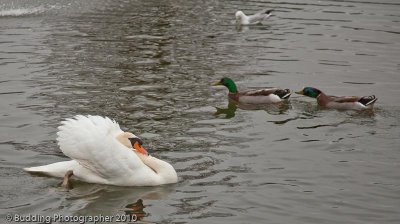 Attack Swan.jpg