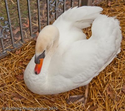 Top swan.jpg