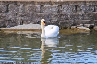 Swans in NY