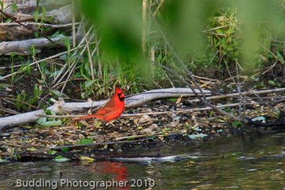 Red Cardinal.jpg