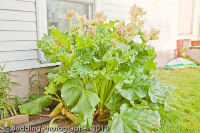 Rhubarb.jpg