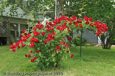red rose bush.jpg