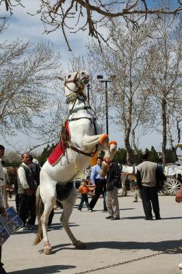 g3/87/638287/3/57156791.247_Mashad.jpg