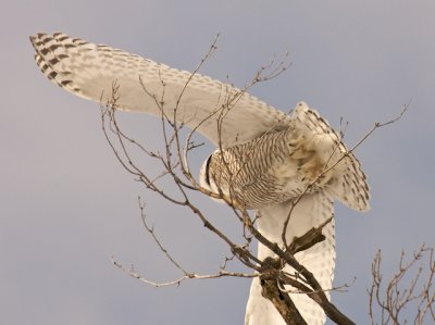 Snowy Owl Feet