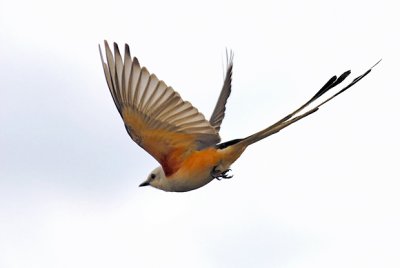 Scissor-tail Flycatcher