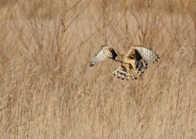 Northern Harrier