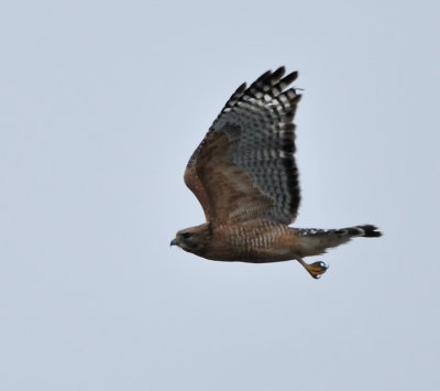 Red-shouldered Hawk